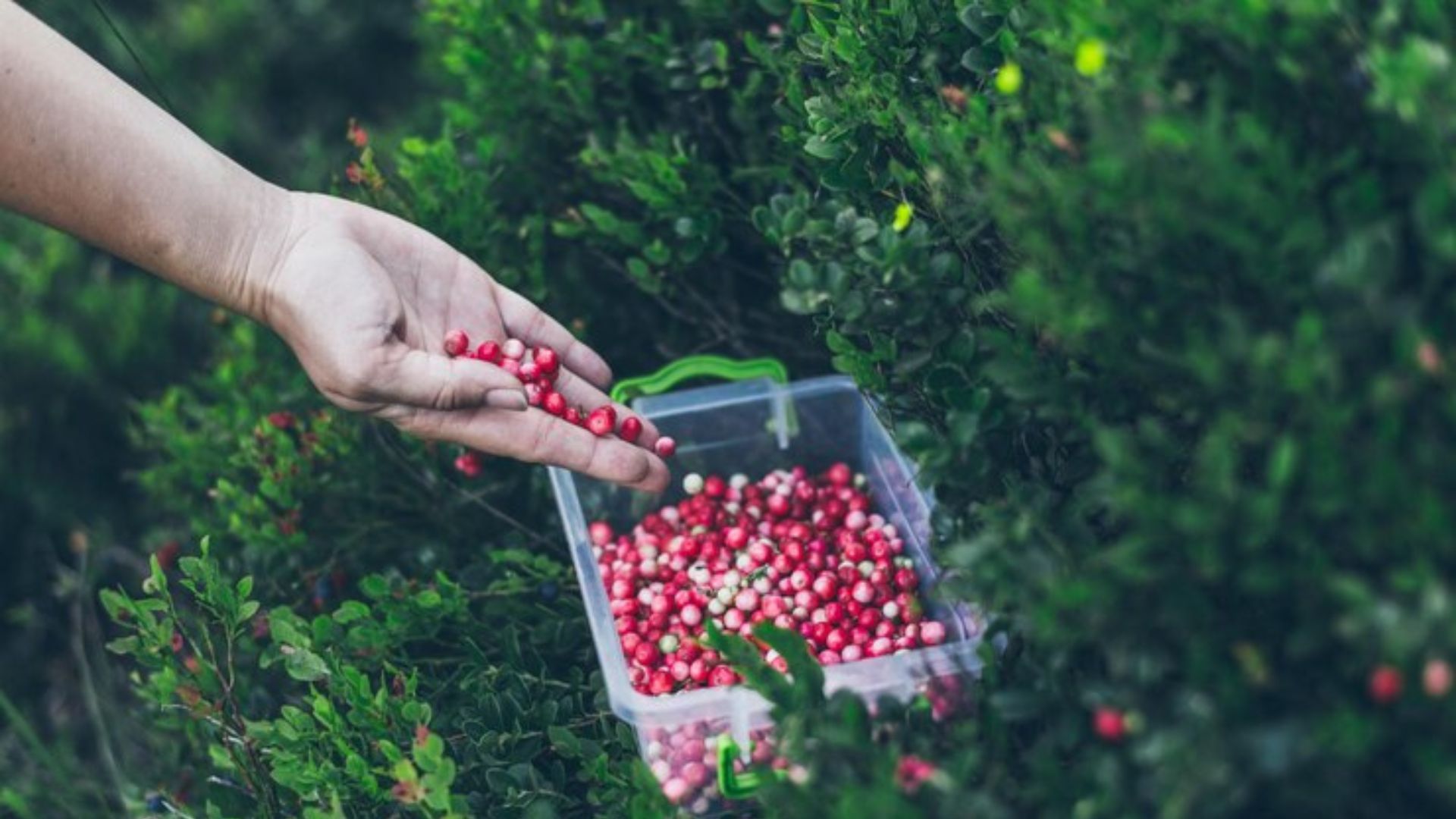 Eco-friendly Coffee Beans