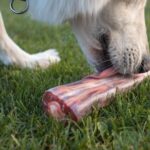 Can Dogs Eat Pork Chop Bones?