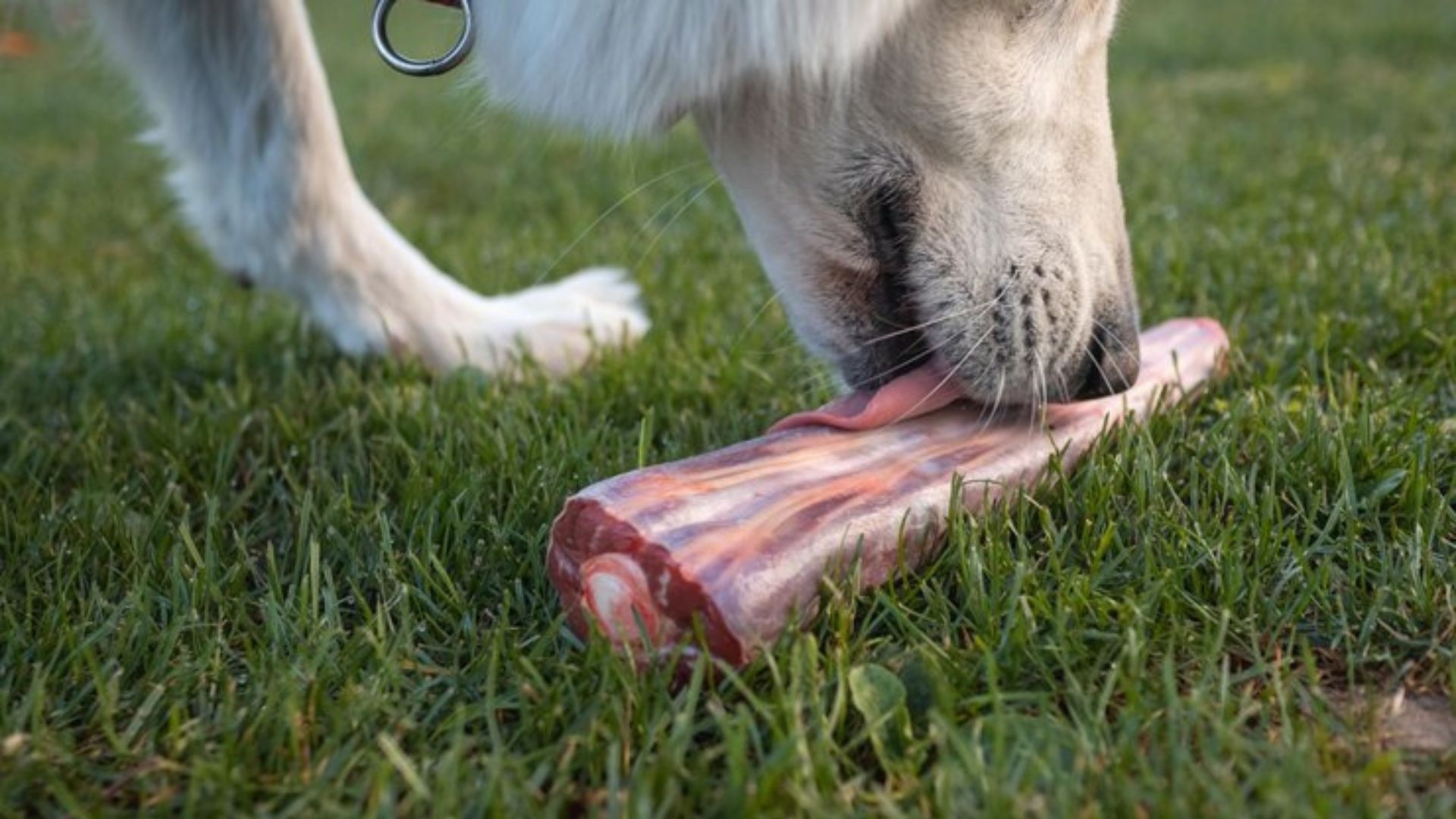 Can Dogs Eat Pork Chop Bones?