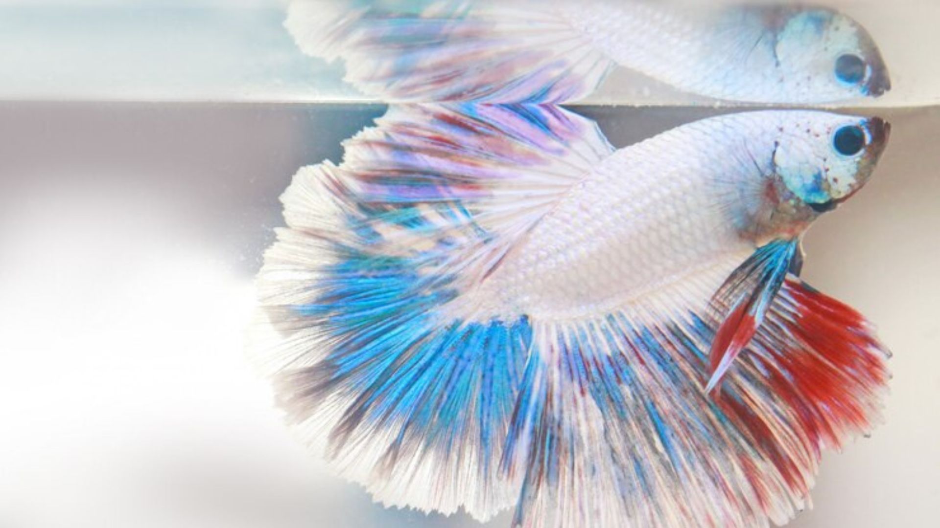 White Betta Fish