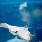 Manta Medium