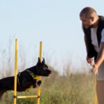 Reinforcement Training